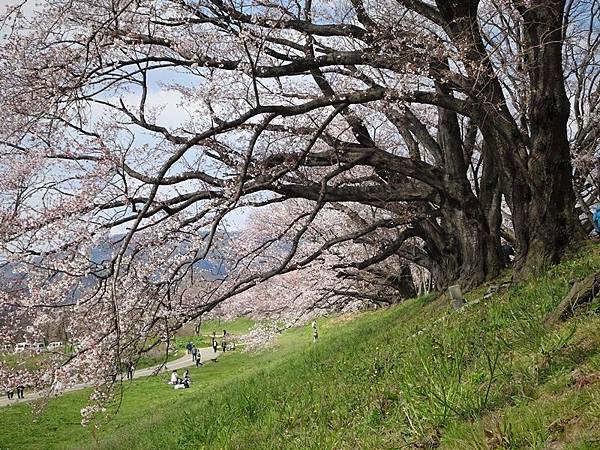 京都賞櫻行:八幡市河川公園背割堤櫻花祭