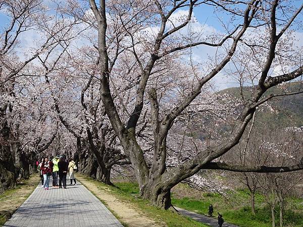 京都賞櫻行:八幡市河川公園背割堤櫻花祭