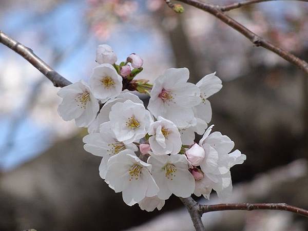 京都賞櫻行:八幡市河川公園背割堤櫻花祭