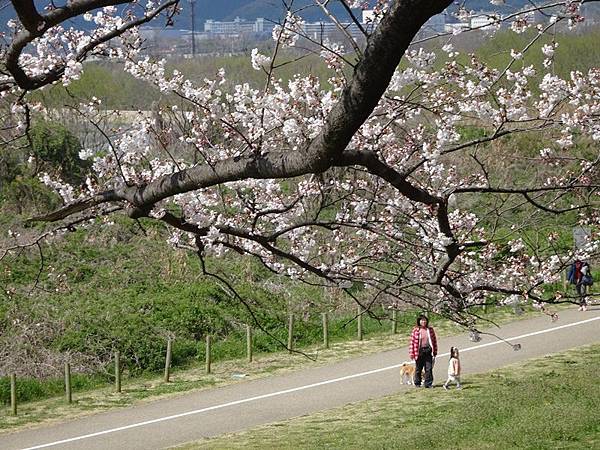 京都賞櫻行:八幡市河川公園背割堤櫻花祭