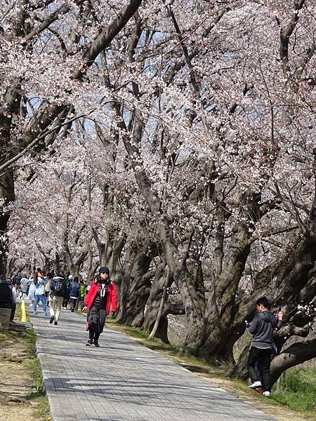 京都賞櫻行:八幡市河川公園背割堤櫻花祭