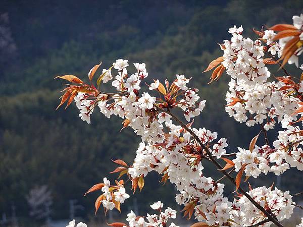 京都賞櫻行:八幡市河川公園背割堤櫻花祭