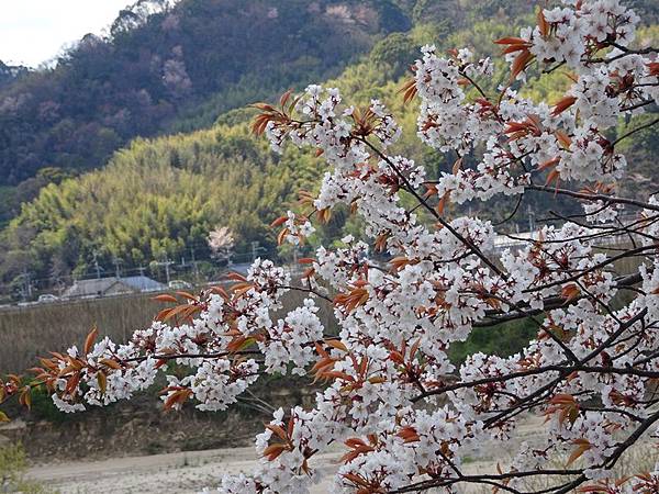 京都賞櫻行:八幡市河川公園背割堤櫻花祭