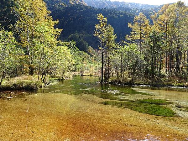 秋遊日本:上高地大正池.田代池