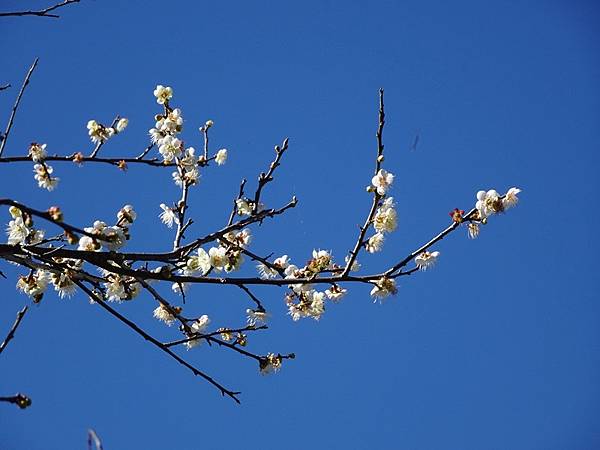 角板山公園梅花季