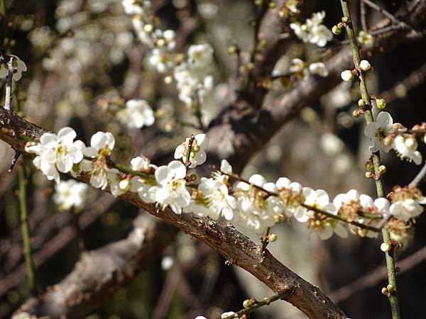 角板山公園梅花季