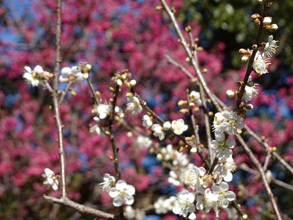 角板山公園梅花季