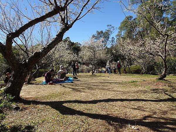 角板山公園梅花季