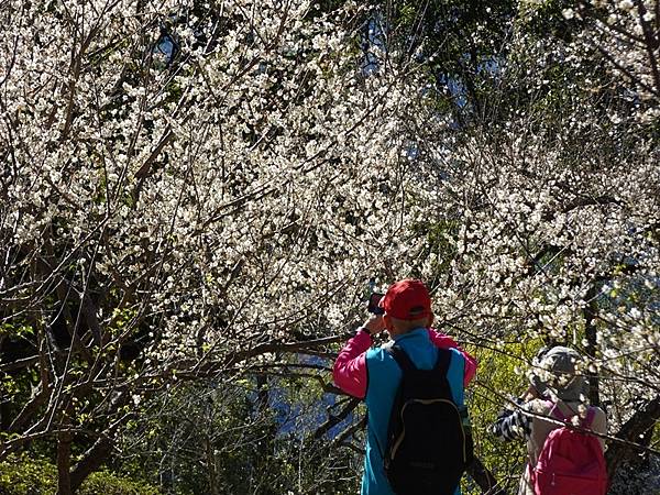 角板山公園梅花季