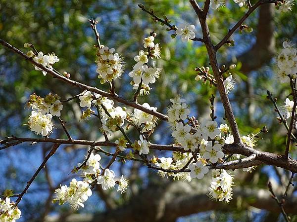 角板山公園梅花季