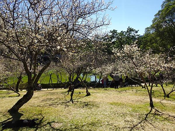 角板山公園梅花季