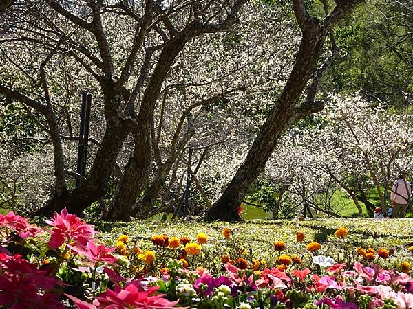 角板山公園梅花季