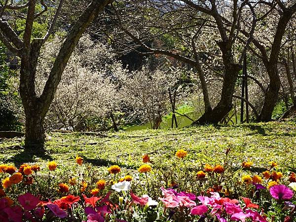 角板山公園梅花季