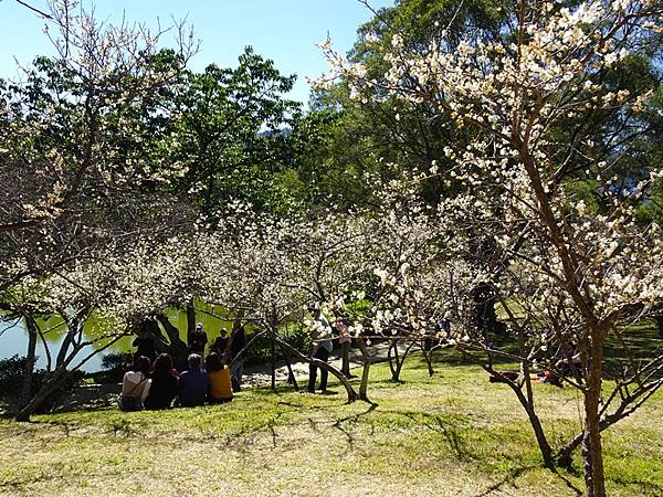 角板山公園梅花季