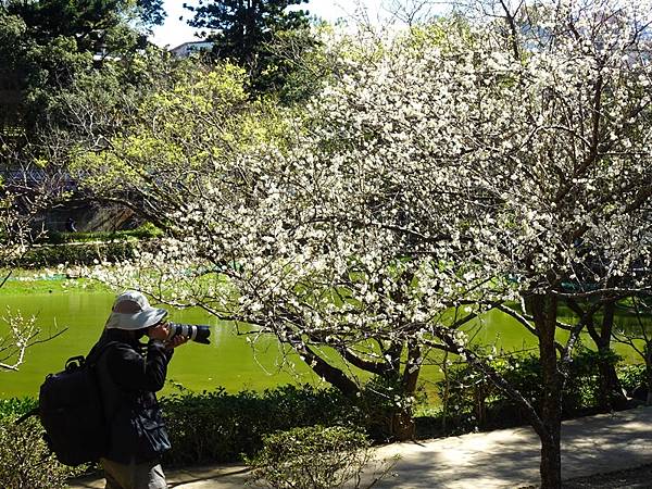 角板山公園梅花季