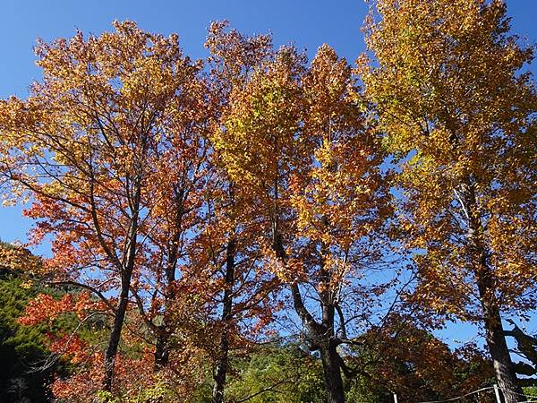 角板山公園梅花季