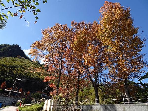 角板山公園梅花季