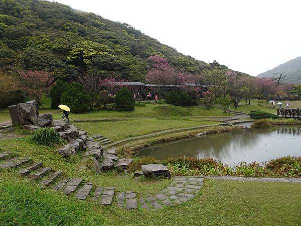 二子坪大屯自然公園櫻花開.陽明山秘境咖啡館--山上聊