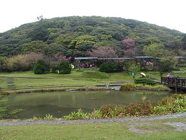 二子坪大屯自然公園櫻花開.陽明山秘境咖啡館--山上聊