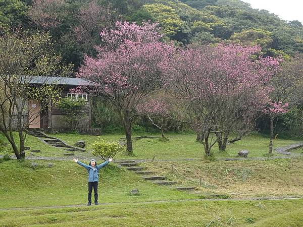 二子坪大屯自然公園櫻花開.陽明山秘境咖啡館--山上聊