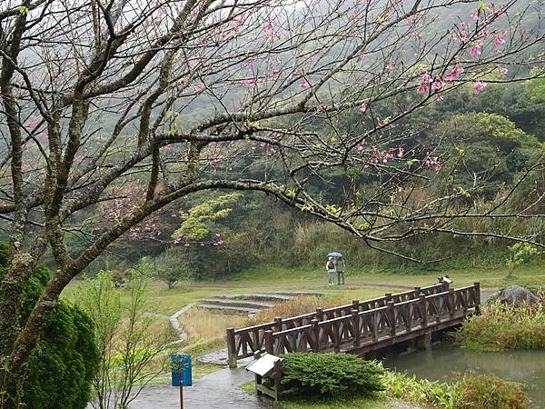 二子坪大屯自然公園櫻花開.陽明山秘境咖啡館--山上聊