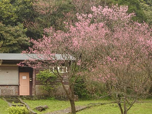 二子坪大屯自然公園櫻花開.陽明山秘境咖啡館--山上聊