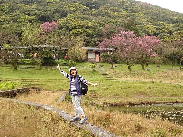 二子坪大屯自然公園櫻花開.陽明山秘境咖啡館--山上聊