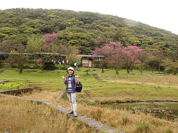 二子坪大屯自然公園櫻花開.陽明山秘境咖啡館--山上聊