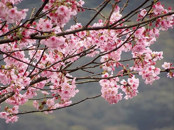 二子坪大屯自然公園櫻花開.陽明山秘境咖啡館--山上聊