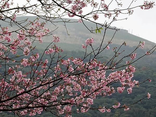 二子坪大屯自然公園櫻花開.陽明山秘境咖啡館--山上聊