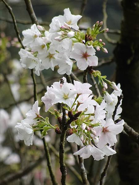 二子坪大屯自然公園櫻花開.陽明山秘境咖啡館--山上聊