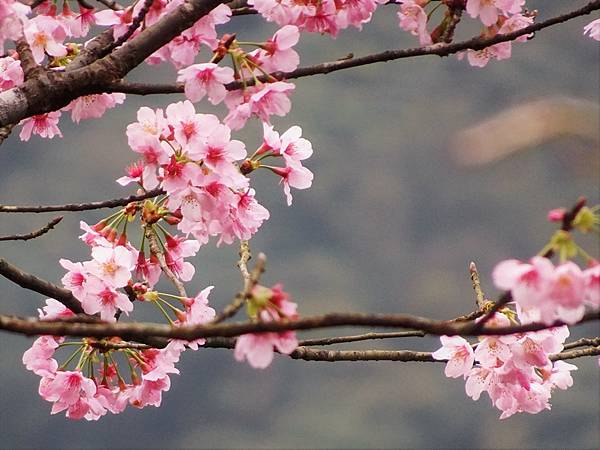 二子坪大屯自然公園櫻花開.陽明山秘境咖啡館--山上聊