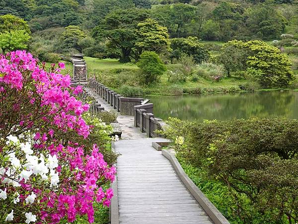 二子坪大屯自然公園櫻花開.陽明山秘境咖啡館--山上聊