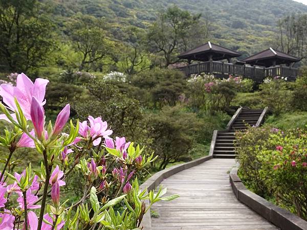 二子坪大屯自然公園櫻花開.陽明山秘境咖啡館--山上聊