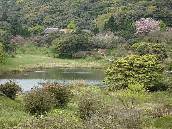 二子坪大屯自然公園櫻花開.陽明山秘境咖啡館--山上聊