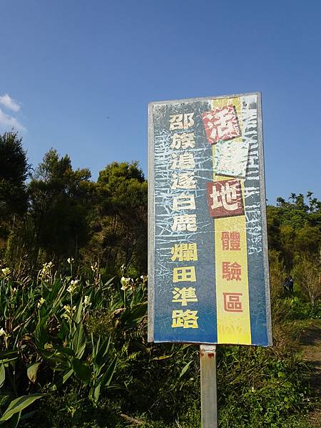 台版荷蘭羊角村獨木舟體驗.頭社水庫環湖.向山遊客中心落羽松美