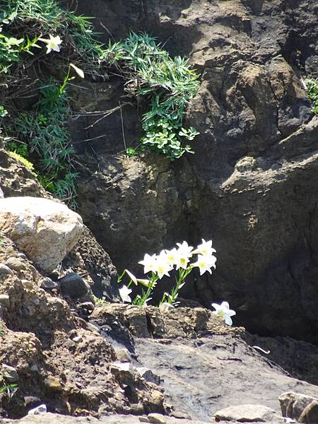 水湳洞一日遊:大野狼與小綿羊岩.趴睡狗狗岩.陰陽海.十三層遺