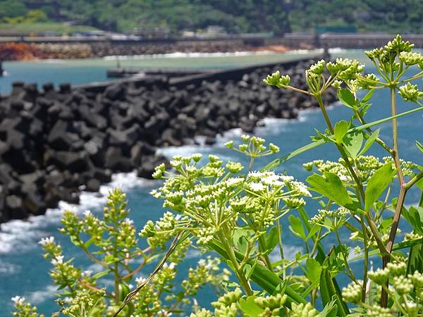 水湳洞一日遊:大野狼與小綿羊岩.趴睡狗狗岩.陰陽海.十三層遺