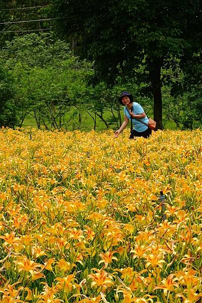 桃園賞花行:大溪百吉金針花海.台七桃花源繡球花季.瑞士鄉村農