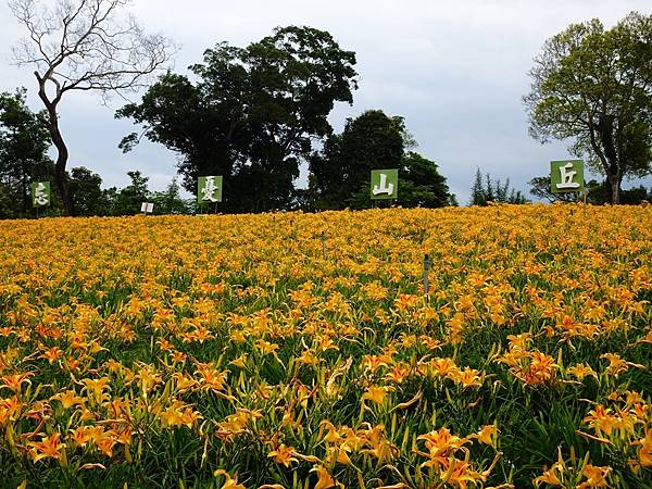 桃園賞花行:大溪百吉金針花海.台七桃花源繡球花季.瑞士鄉村農