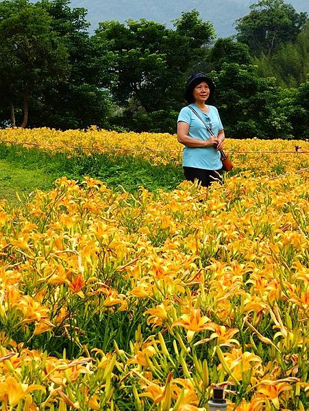 桃園賞花行:大溪百吉金針花海.台七桃花源繡球花季.瑞士鄉村農