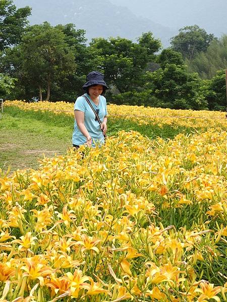 桃園賞花行:大溪百吉金針花海.台七桃花源繡球花季.瑞士鄉村農