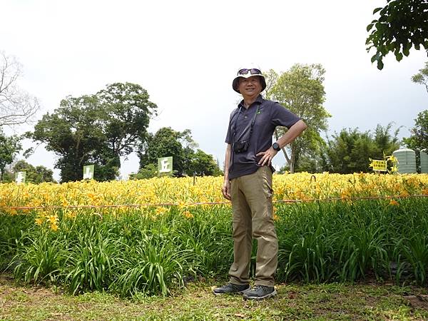 桃園賞花行:大溪百吉金針花海.台七桃花源繡球花季.瑞士鄉村農