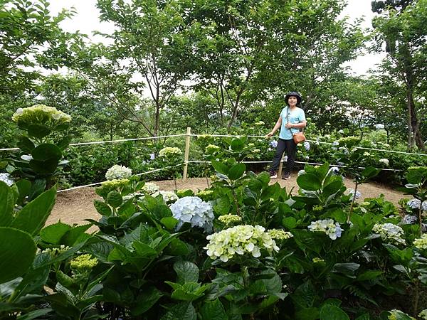 桃園賞花行:大溪百吉金針花海.台七桃花源繡球花季.瑞士鄉村農