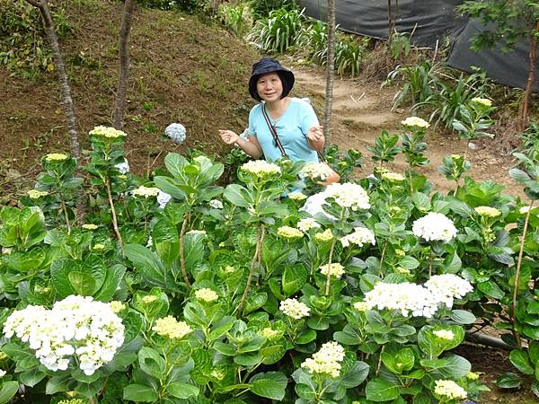 桃園賞花行:大溪百吉金針花海.台七桃花源繡球花季.瑞士鄉村農