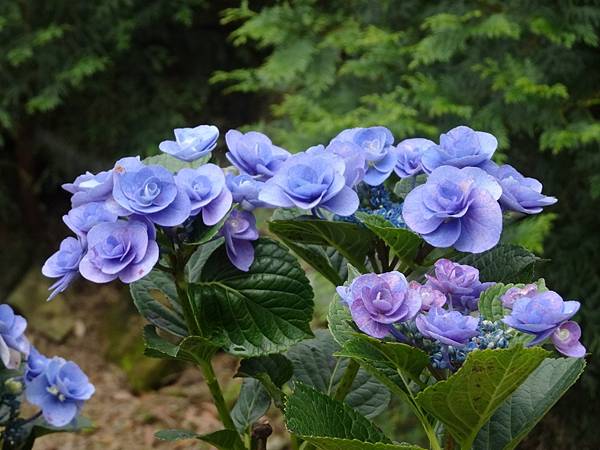 桃園賞花行:大溪百吉金針花海.台七桃花源繡球花季.瑞士鄉村農