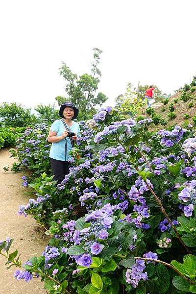 桃園賞花行:大溪百吉金針花海.台七桃花源繡球花季.瑞士鄉村農