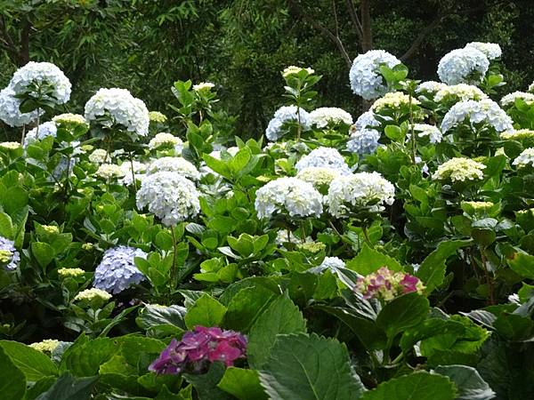 桃園賞花行:大溪百吉金針花海.台七桃花源繡球花季.瑞士鄉村農