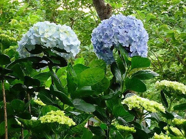 桃園賞花行:大溪百吉金針花海.台七桃花源繡球花季.瑞士鄉村農