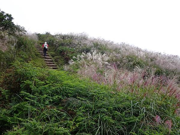 風擎步道(風櫃嘴--擎天崗)賞秋芒